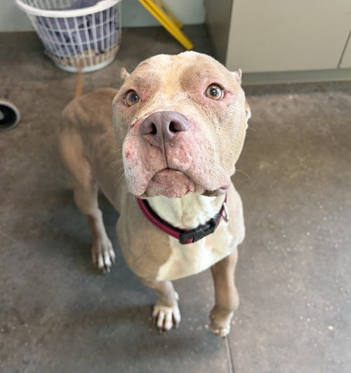 CORAL, an adoptable Pit Bull Terrier in Tavares, FL