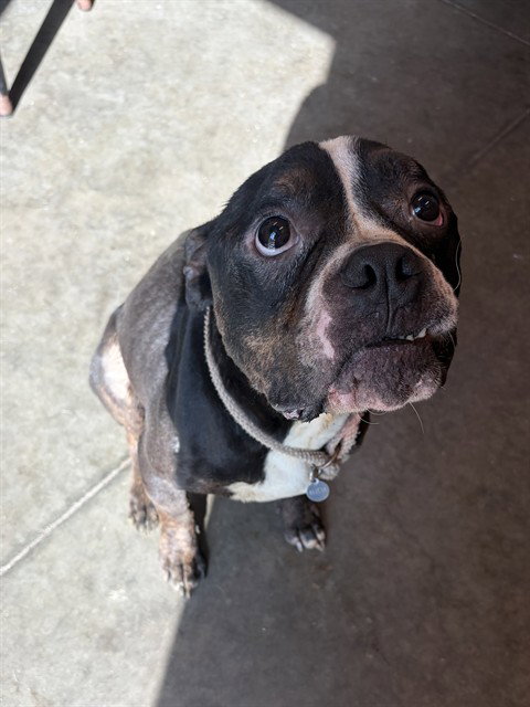 SLATER, an adoptable Bulldog in Tavares, FL
