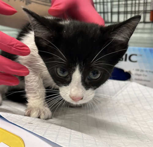 SERENITY, an adoptable Domestic Short Hair in Tavares, FL