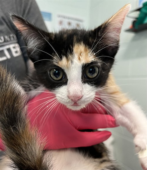 CORAL REEF, an adoptable Domestic Short Hair in Tavares, FL