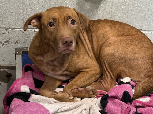 ANNIE, an adoptable Vizsla in Tavares, FL