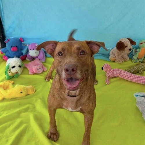 picture of the dog needing adoption