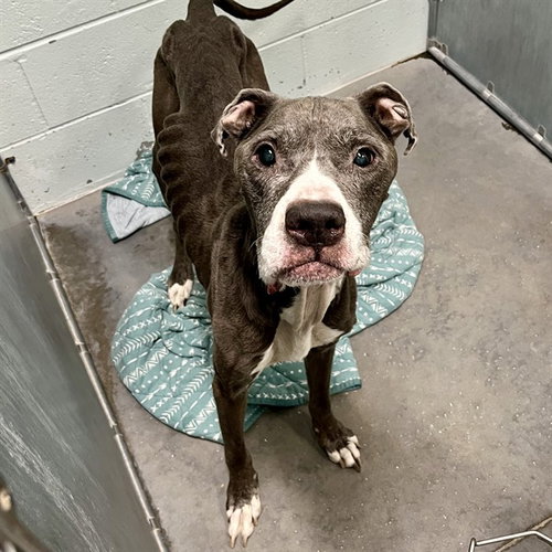 A082664, an adoptable American Pit Bull Terrier in Tavares, FL