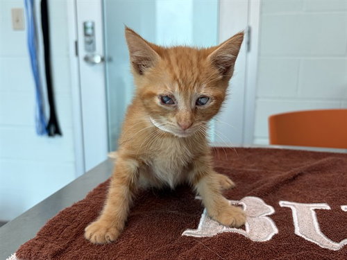 ABE, an adoptable Domestic Short Hair in Tavares, FL