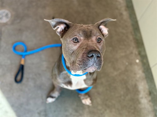 NOVA, an adoptable American Pit Bull Terrier in Tavares, FL