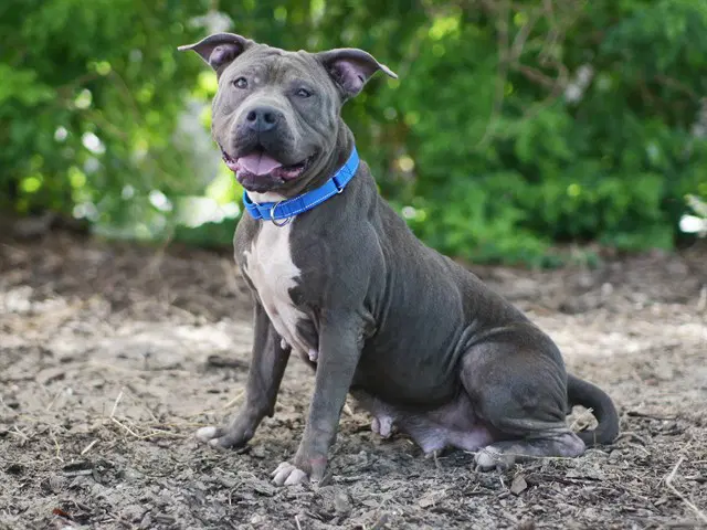 Nova - American Pit Bull Terrier