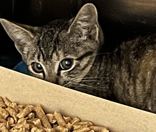 A082894, an adoptable Domestic Short Hair in Tavares, FL