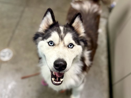 GRANT, an adoptable Husky in Tavares, FL