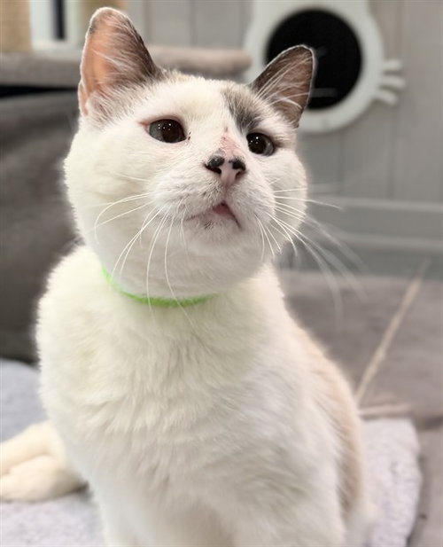 FAYE, an adoptable Snowshoe in Tavares, FL