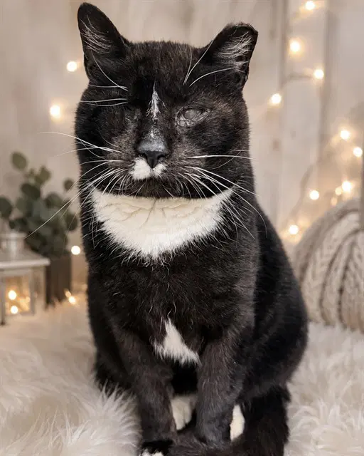 Lincoln - Domestic Short Hair