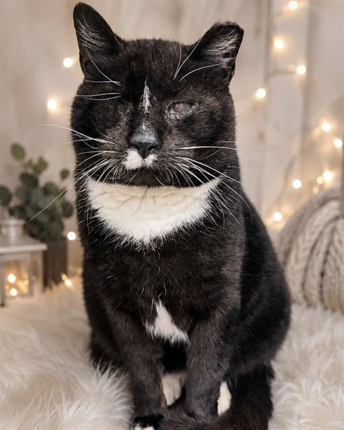 LINCOLN, a cat for adoption from Lake County Animal Services