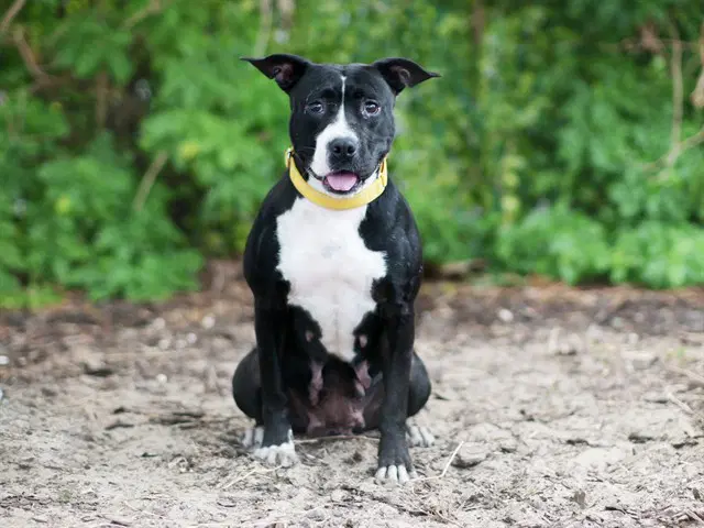 Maya - American Pit Bull Terrier