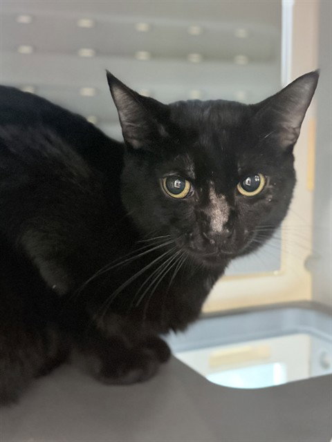 picture of the cat needing adoption