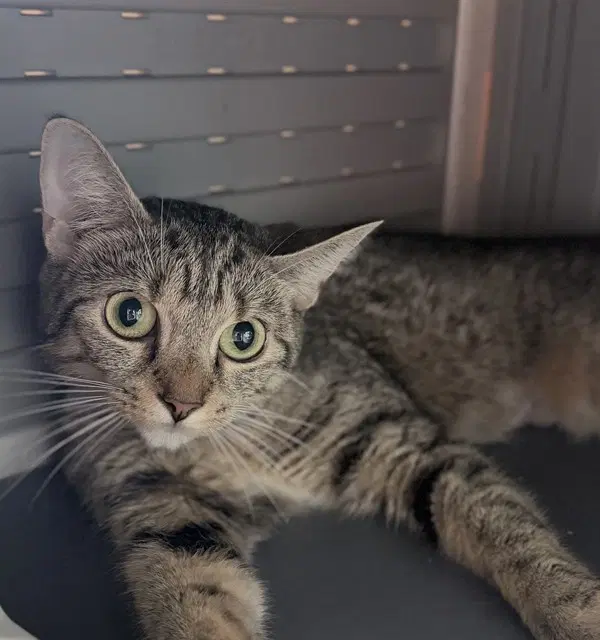 Th Century - Domestic Short Hair