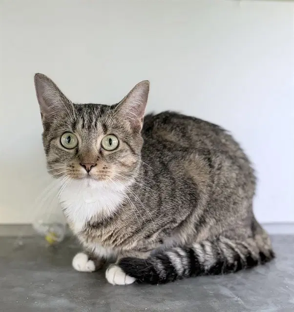 Th Century - Domestic Short Hair