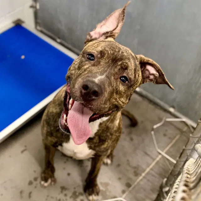 Tyler - Plott Hound