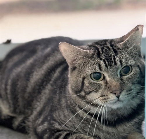 BRAMBLE, a cat for adoption from Lake County Animal Services