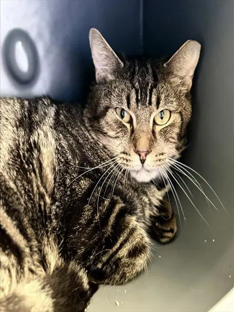 Bramble - Domestic Short Hair