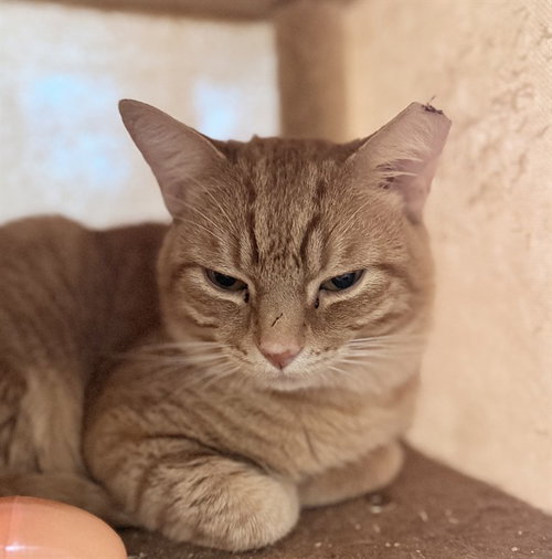 picture of the cat needing adoption