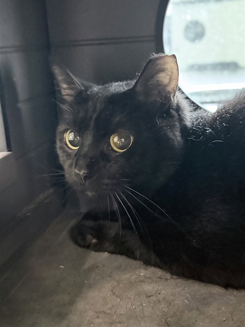 BRIAR, a cat for adoption from Lake County Animal Services
