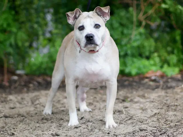 Pomni - Pit Bull Terrier