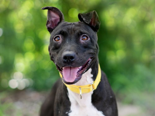 PLYMOUTH, a dog for adoption from Lake County Animal Services