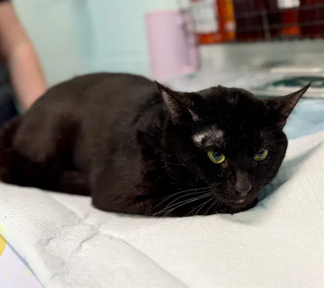 Shiloh - Domestic Short Hair