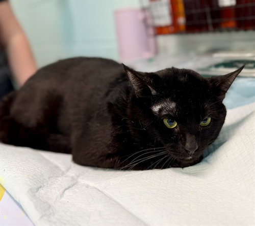 picture of the cat needing adoption