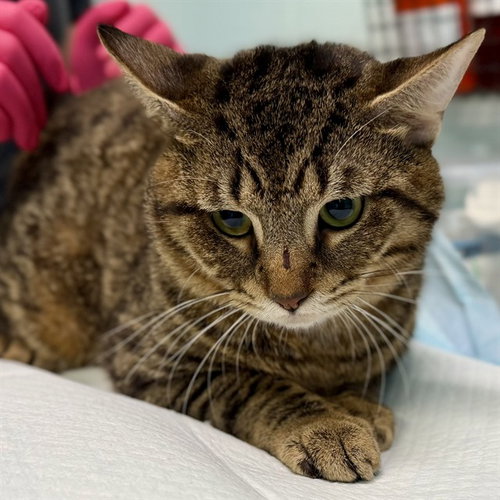 picture of the cat needing adoption