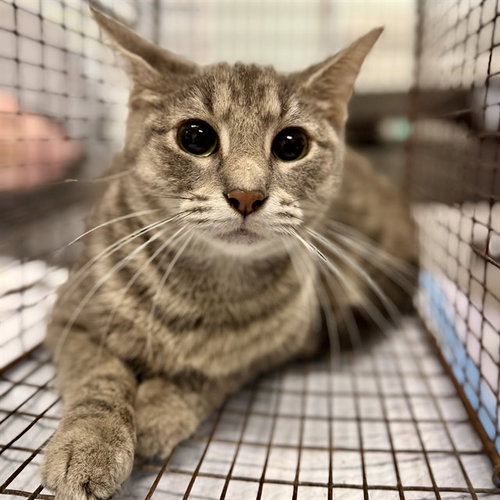 picture of the cat needing adoption