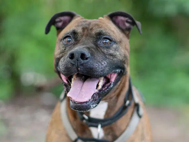 Mr Shelby - Boxer