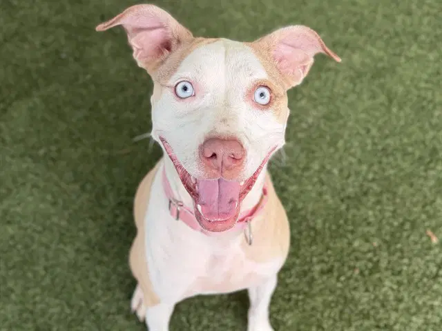Chili - Catahoula Leopard Dog