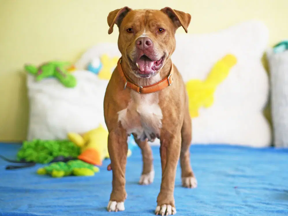Chance - American Pit Bull Terrier