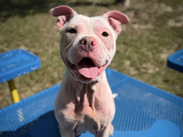 Jameson - American Bulldog