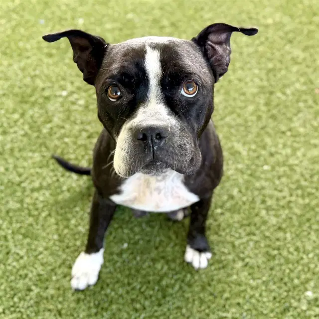 Tamagotchi - Boston Terrier