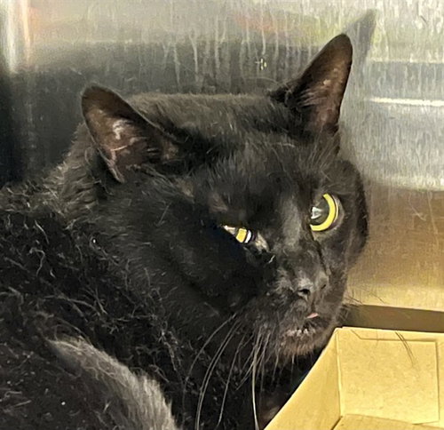 picture of the cat needing adoption