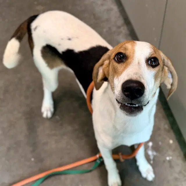 Bayside - Treeing Walker Coonhound