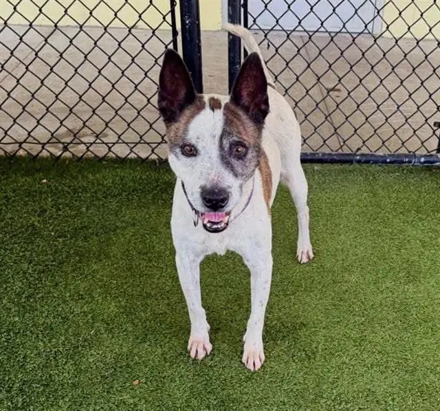 Maria - Carolina Dog