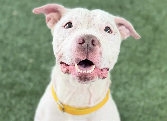 Koda - American Staffordshire Terrier