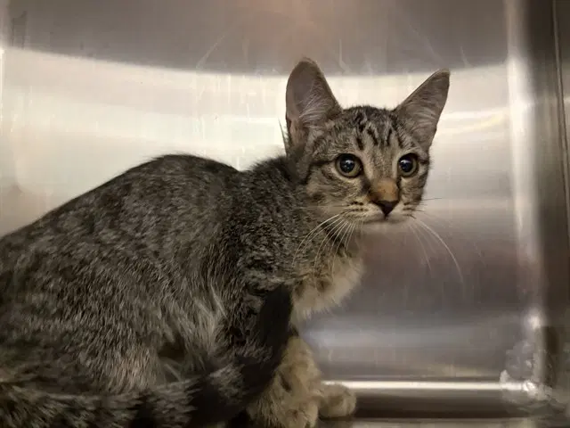 Rose - Domestic Short Hair