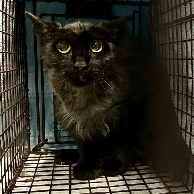 Carrie - Domestic Medium Hair