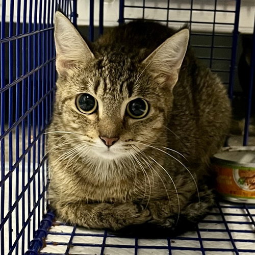 picture of the cat needing adoption