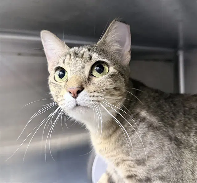 Detention - Domestic Short Hair