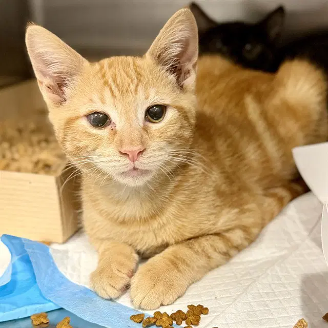 Abe - Domestic Short Hair