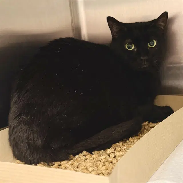 Mortisha - Domestic Short Hair