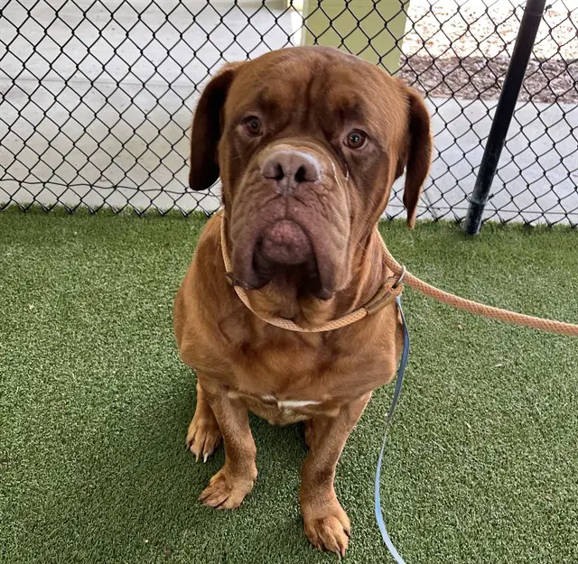 Ralphie - Dogue de Bordeaux