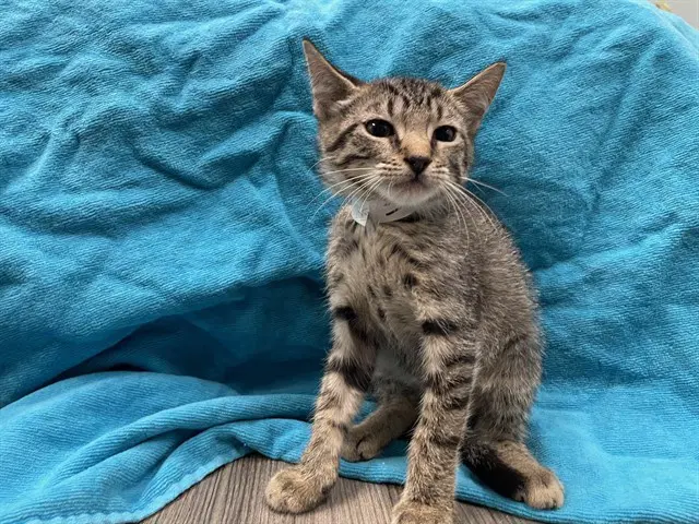 Story - Domestic Short Hair
