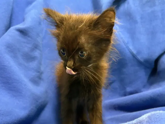 Unknown - Domestic Short Hair