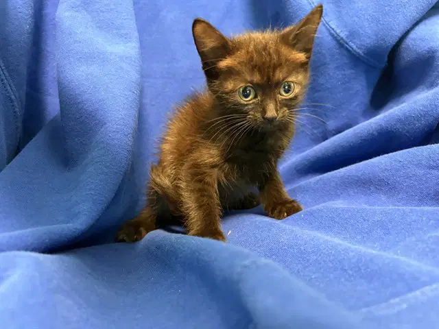 Unknown - Domestic Short Hair