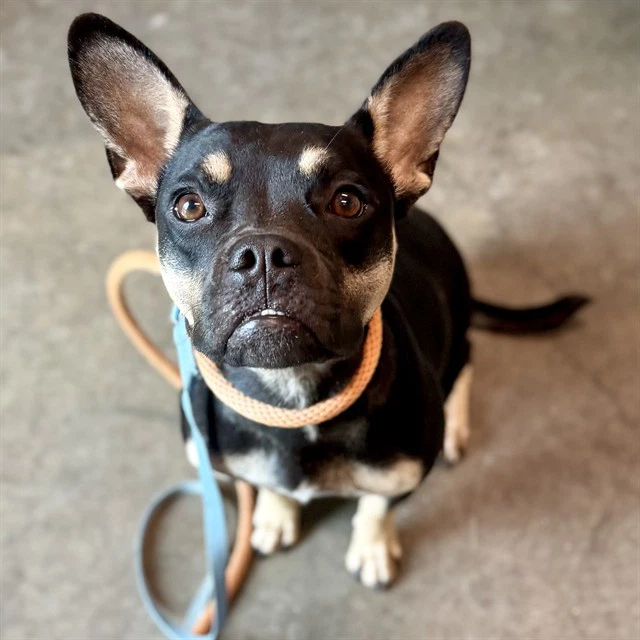 Nyla